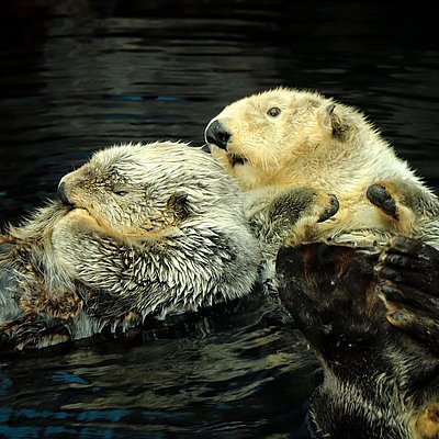 Vivez la Saint-Valentin autrement !